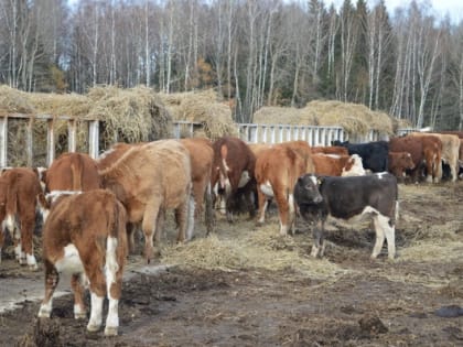 Аграрии Калужской области планируют заготовить не менее 1,6 млн тонн кормов