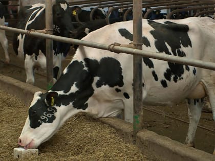 Первая очередь молочного комплекса в Ульяновском районе начала производство