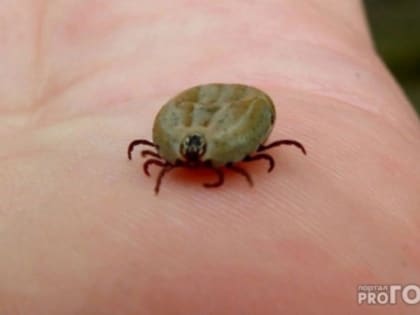 В Калужской области за минувшую неделю от укусов клещей пострадали 203 человека