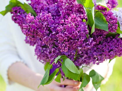 Наломали сирени – пожалуйте на нары!