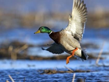 Калужские охотники допустили более 50 нарушений федеральных правил