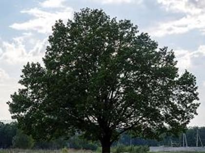 Голосуем за обнинский дуб