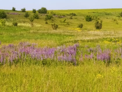 Калужане имеют возможность выбирать земельные участки для вовлечения в жилищное строительство