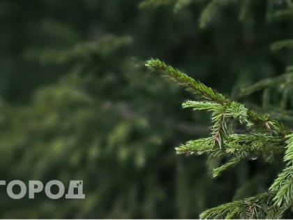 Первый снег в Калужской области: переход от осени к зиме