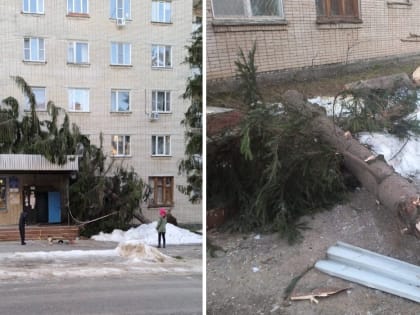 В Обнинске огромная ель рухнула на козырек подъезда многоэтажки
