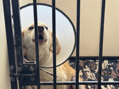 Дмитрий Денисов посетил фонд помощи бездомным животным 