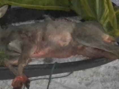 В деревне под Калугой стая собак напала на беременную косулю