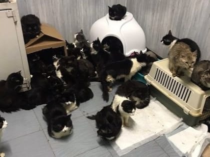 Все кошки, спасенные из обнинской квартиры, оказались больны смертельной болезнью