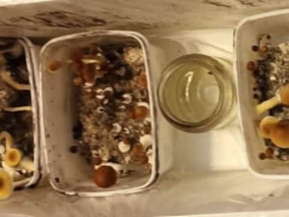 ЖЕРТВЕ ГРИБОВ ГРОЗИТ 8 ЛЕТ