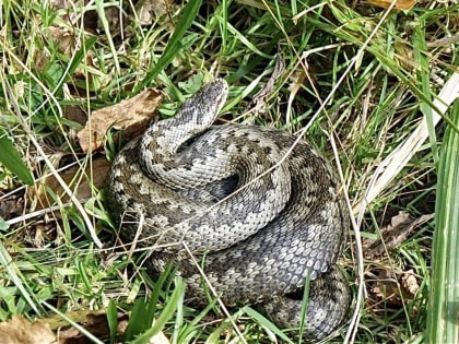 Гадюки проснулись в Калужской области: как не стать их жертвой