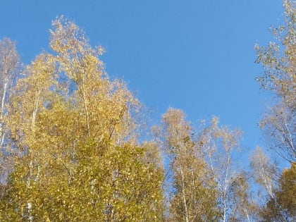 Начало рабочей недели в Калуге станет ясным и прохладным