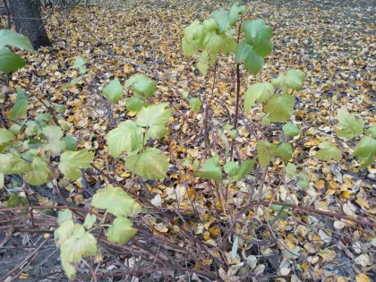 Погода в Ивьеве на 10 ноября: ожидаются теплые деньки