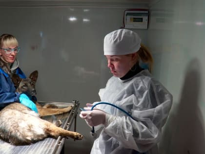 Эпизоотическая обстановка улучшилась в Калужской области