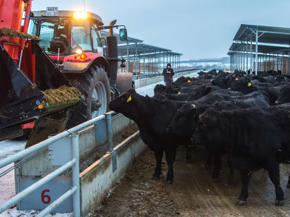 84% крупного рогатого скота в области принадлежит «Мираторгу»