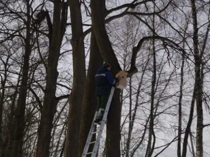 Новая жилплощадь для пернатых в Калужской области
