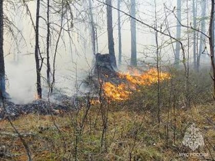 Почему горят леса?