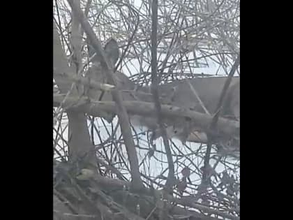 В Калуге бродячие собаки растерзали беременную косулю