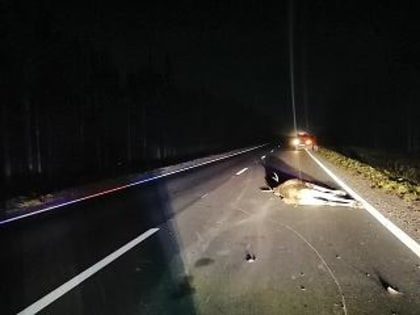 Вышли из леса наши братья меньшие…