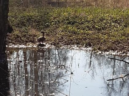 С возвращением, милые пернатые!