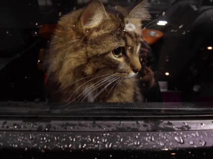 Пасмурная погода с дождем ожидает горожан