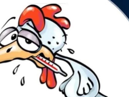 Калужских фермеров предупредили об очаге птичьего гриппа в соседнем регионе