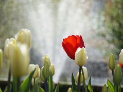 В преддверии 8 марта из Калужской области вывезли более 5 млн цветов