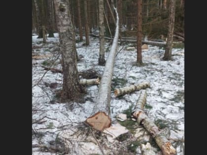 62-летний мужчина погиб в калужском лесу