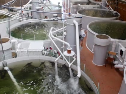 На 60% увеличился объем производства товарной рыбы в регионе за 2022 год