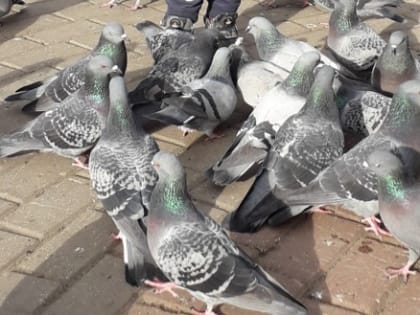 Калуга: Призыв к борьбе с городской популяцией голубей