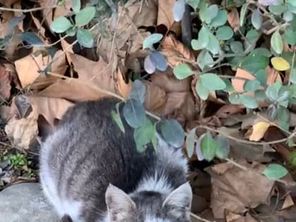 Пасмурная погода с возможным дождем в городе