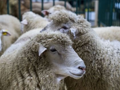 Памятка для населения  по профилактике чумы мелких жвачных животных