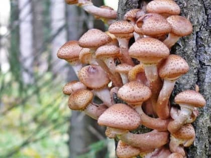 ПРЕЖДЕ ЧЕМ ЗАЙТИ В ЛЕС — ПОСТАВЬ ТОЧКУ