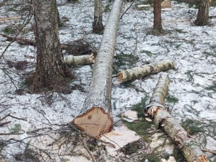 Упавшая береза убила 62-летнего мужчину в Калужской области