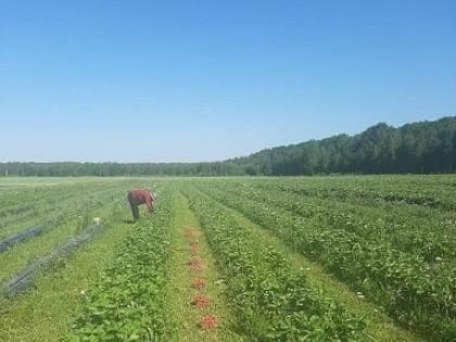 В Калужской области станет в три раза больше ягод