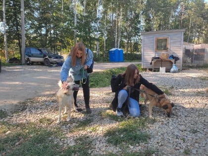 Добровольцы посетили приют для собак