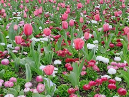 Калужская область нарастила экспорт цветов почти вдвое