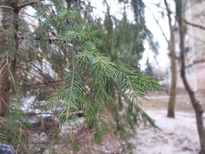 Пасмурную погоду прогнозируют в Калужской области