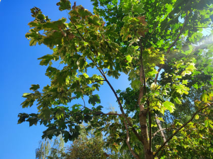 В Калужской области сохранится аномальная жара