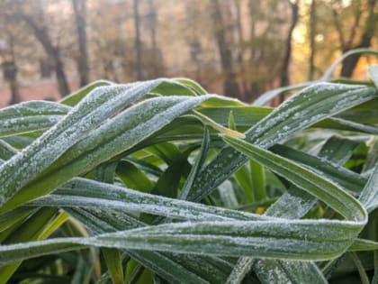 МЧС предупреждает калужан о заморозках 4 и 5 июня