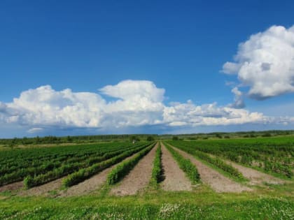 В Калужской области внедряется механизированная уборка черной смородины местной селекции