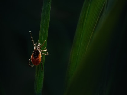 Клещи за неделю ослабили атаку на калужан