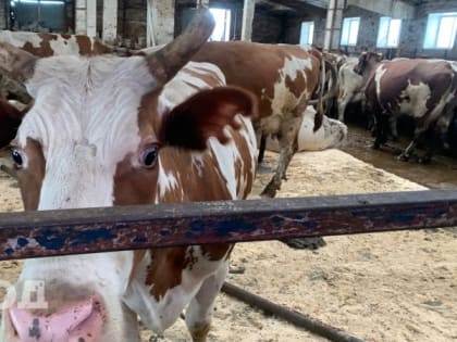 В двух районах Калужской области зафиксировали случаи заболевания домашнего скота бруцеллезом