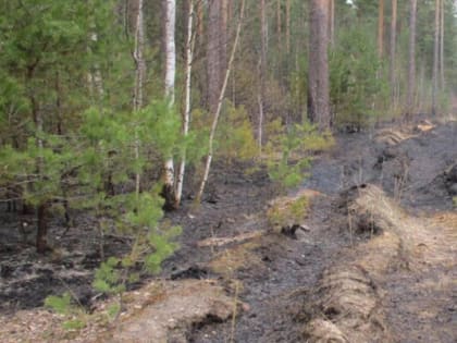 Первый лесной пожар случился в Юхновском лесничестве
