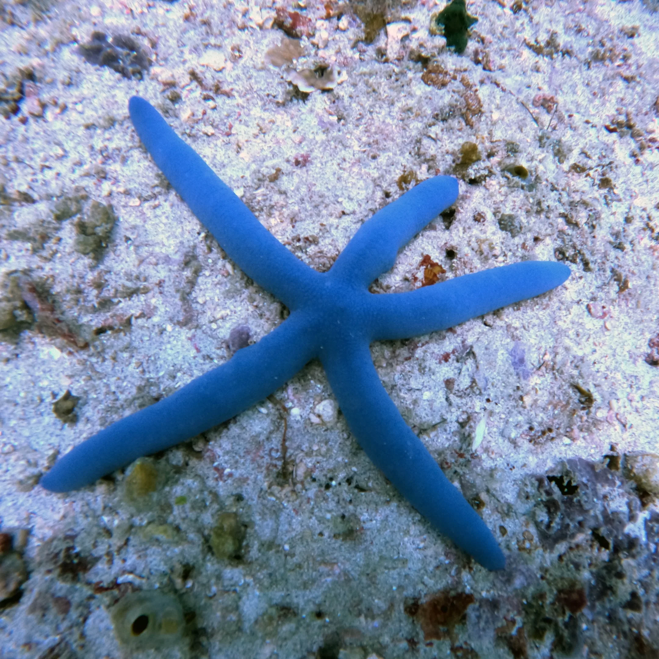 A blue starfish on the sand.