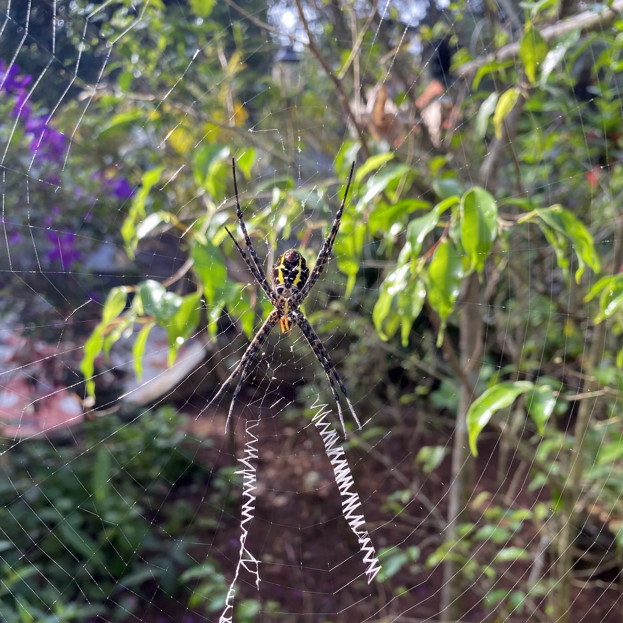 A spider is sitting on a web in the middle of a garden.