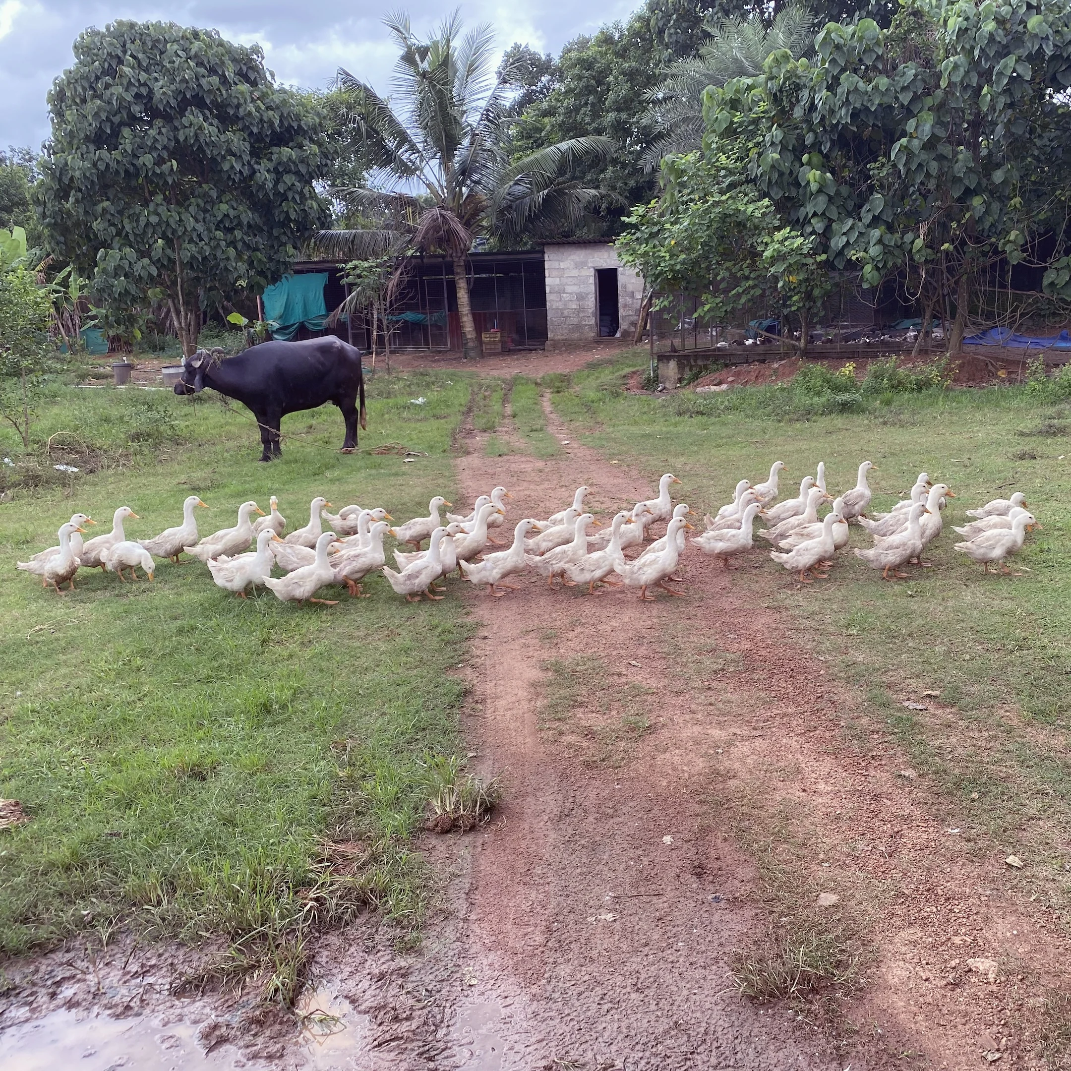 A herd of ducks and a cow in a field.