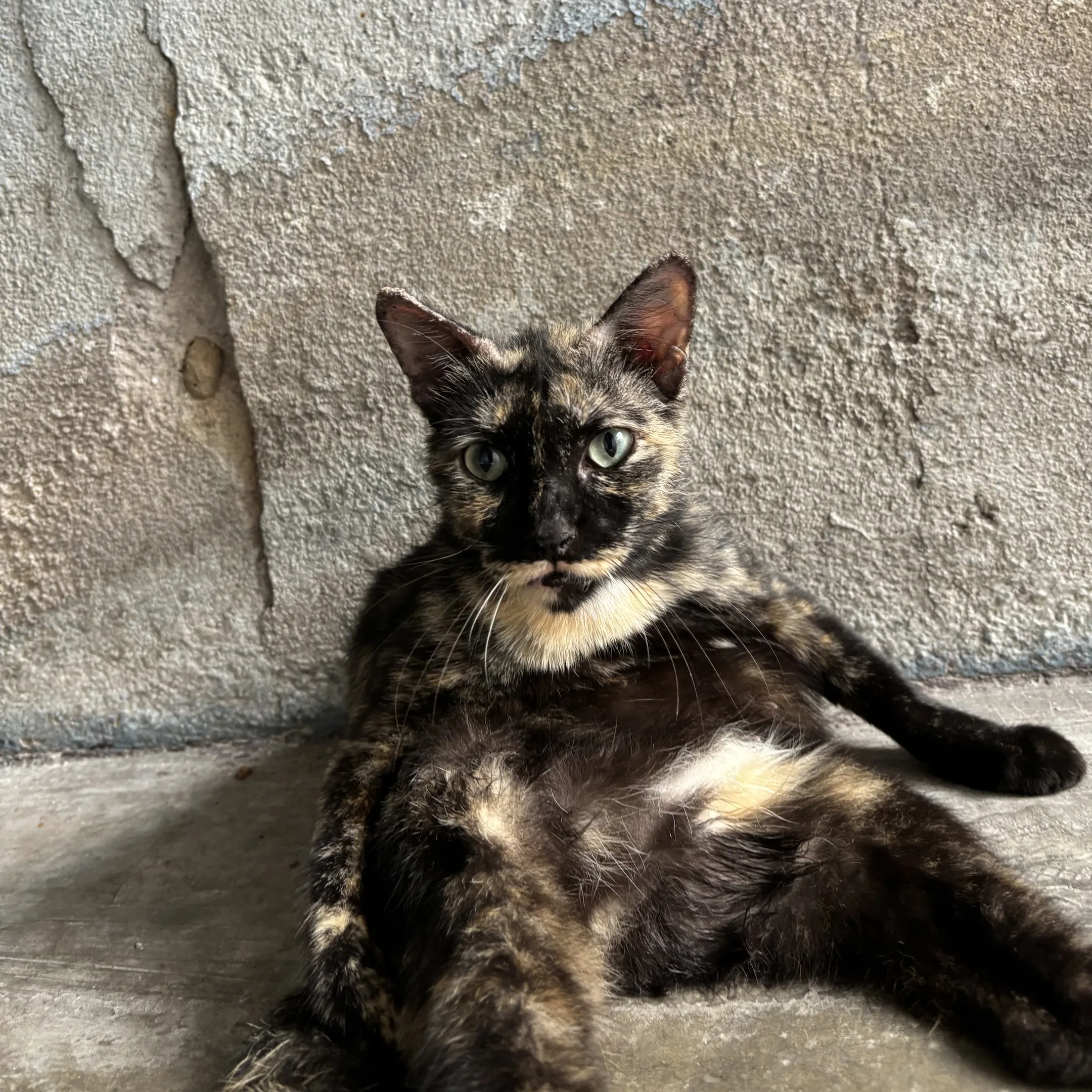 A cat laying on the ground next to a wall.