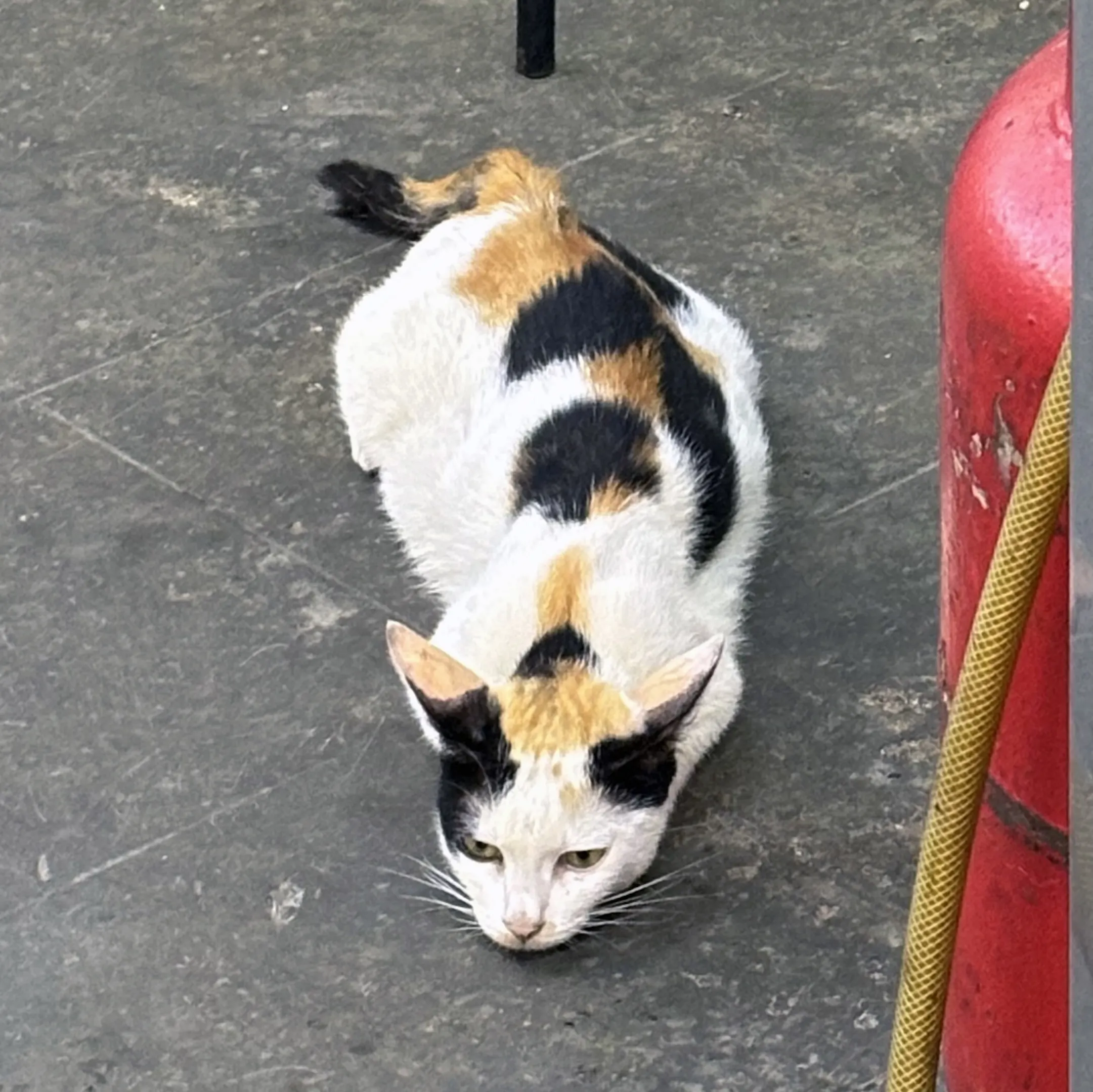 A cat is walking around a fire hydra.