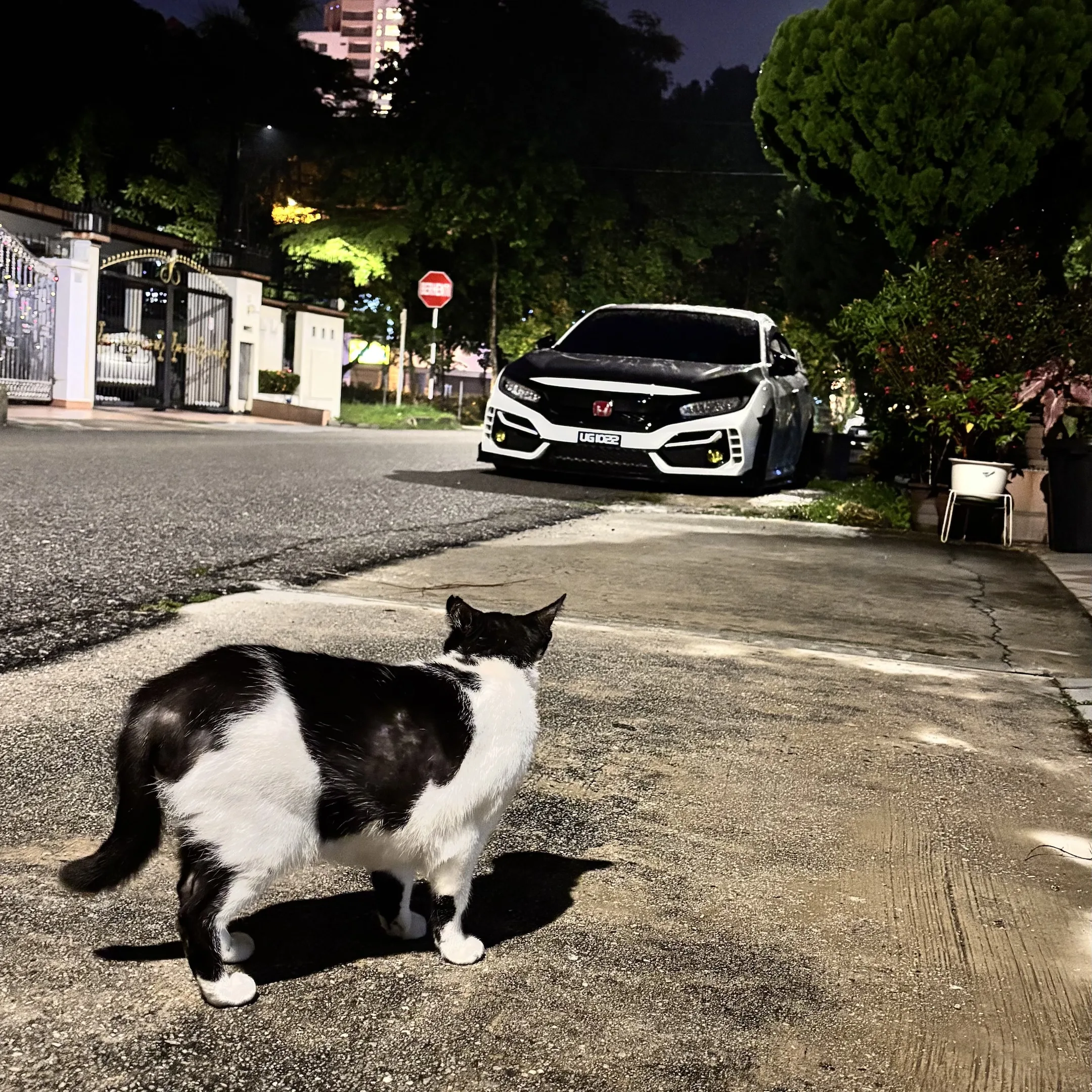 A cat is walking on the street.