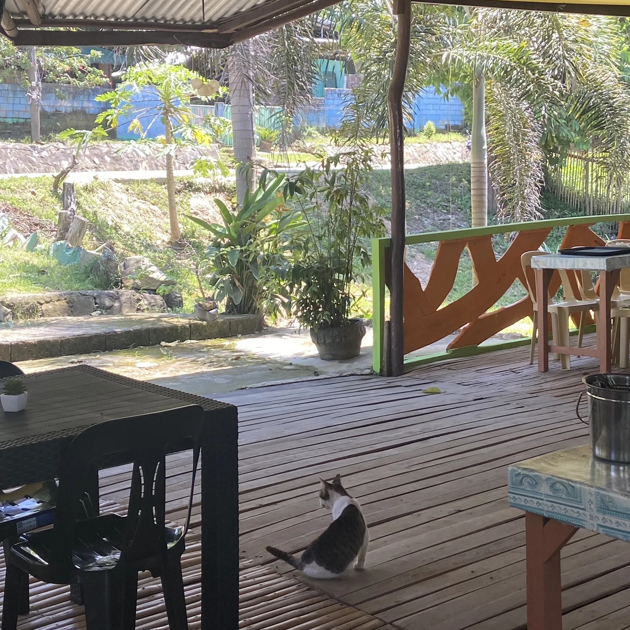 A cat sitting on a wooden deck in a backyard.